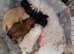 Maltipoo puppies