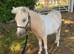 Beautiful lemon and white miniature for sale