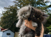 Persian kittens for sale