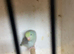 Parrotlets mixed colour like rainbow