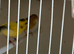 Pair of Fife Canaries
