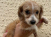 Jackapoo puppies ready to leave
