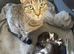 Domestic shorthair kittens