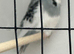 Breeding pair