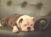 English Bulldog