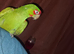 Cherry headed conure