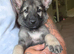 German shepherd puppies