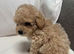 F1 maltipoo (ready for the new home )