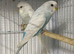 Stunning colours budgie