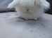 2x teddywidder adult females