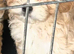 Cavapoo puppies