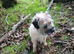 Border terrier bitch 4/5 years old.