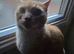 Last ginger & white male kitten