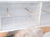 WaNTED wire cages