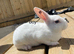 Pure bred mini Rex
