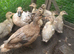 Call ducklings unsexed 8 of them.