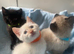 5 beautifull kittens!! Ready Now !