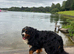 Beautiful Bernese Mountain dog
