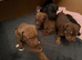 Staffy puppies