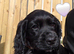 KC Reg Cocker Spaniel Pups