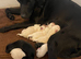 Cream/yellow Labrador  1 boy left