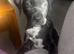 Beautiful Lab x Staff puppy