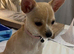 Female cream Chihuahua