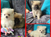 Pomeranian puppies ready now