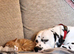 **Exceptional KC Dalmatian Litter Incoming**
