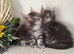 TICA reg Maine coon kittens