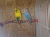 Breeding pair of budgies