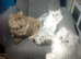 Stud Services: Pedigree Persian male