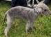 Bedlington x Lakeland terrier last male puppy left