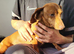 Mini dachshund !