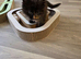 Russian maincoon female kitten