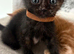 Four beautiful kittens looking for their forever loving homes