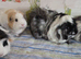 Guineapig herd of four