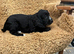Rainbow litter