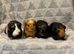 Single baby boy guinea pig