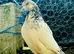 White Pakistani Highflyer