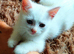 Pure white male kitten