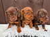 Dachshund puppies 3 Boys available