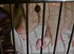 2 friendly young female rats