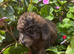 Cockerpoo Babies Ready Now