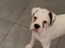 KC Boxer Puppies **READY NOW **