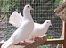 PURE WHITE GARDEN DOVES PIGEONS
