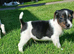 Jack russell pups