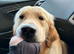 For sale 10 month old golden retriever (Not his fault)