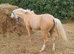 Gorgeous palomino yearling