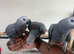 Ready Now Baby HandReared Super Tame Cuddly Friendly African Grey Parrot,26